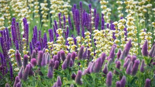 A colourful mixed flower border featuring tall purple blooms and clusters of small white-and-yellow flowers, with soft green foliage and a blurred garden background.